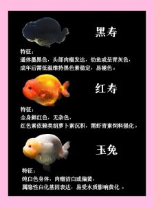 金鱼品种多，草文龙蛋各有特色！（金鱼品种一览表大全）
