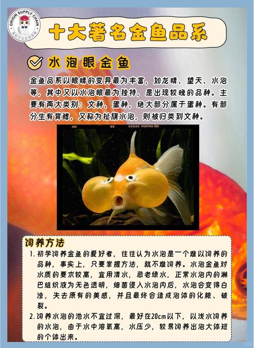 金鱼种类多，草金耐养，适合新手！（十二种常见金鱼的介绍）
