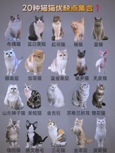 萌宠陪伴指南（十大猫咪品种图片）
