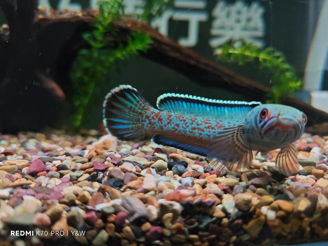 水族箱里的生态宝石（稀有观赏鱼）