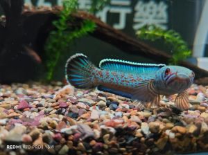 水族箱里的生态宝石（稀有观赏鱼）