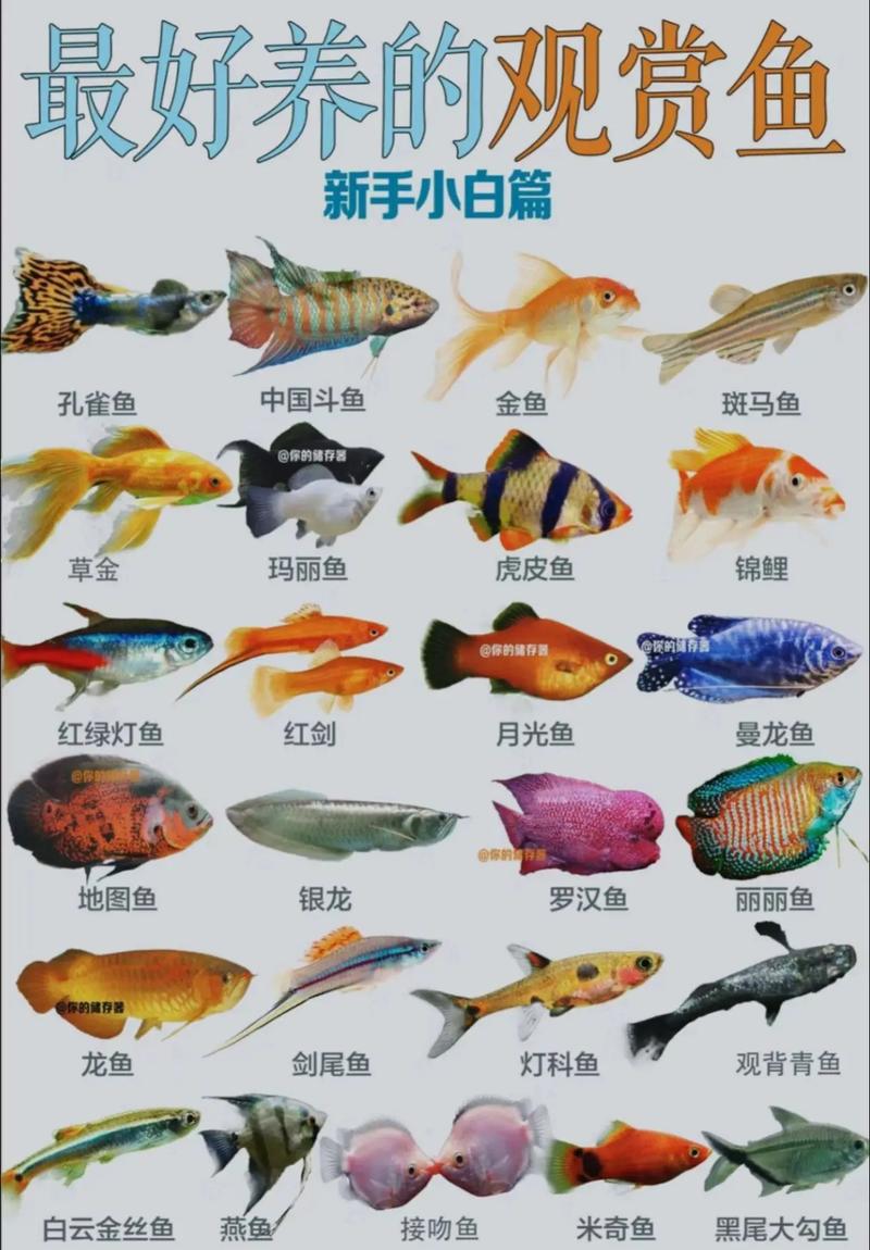 七彩神仙金龙鱼等十种热门鱼（十大最受欢迎的观赏鱼排名）