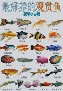 七彩神仙金龙鱼等十种热门鱼（十大最受欢迎的观赏鱼排名）
