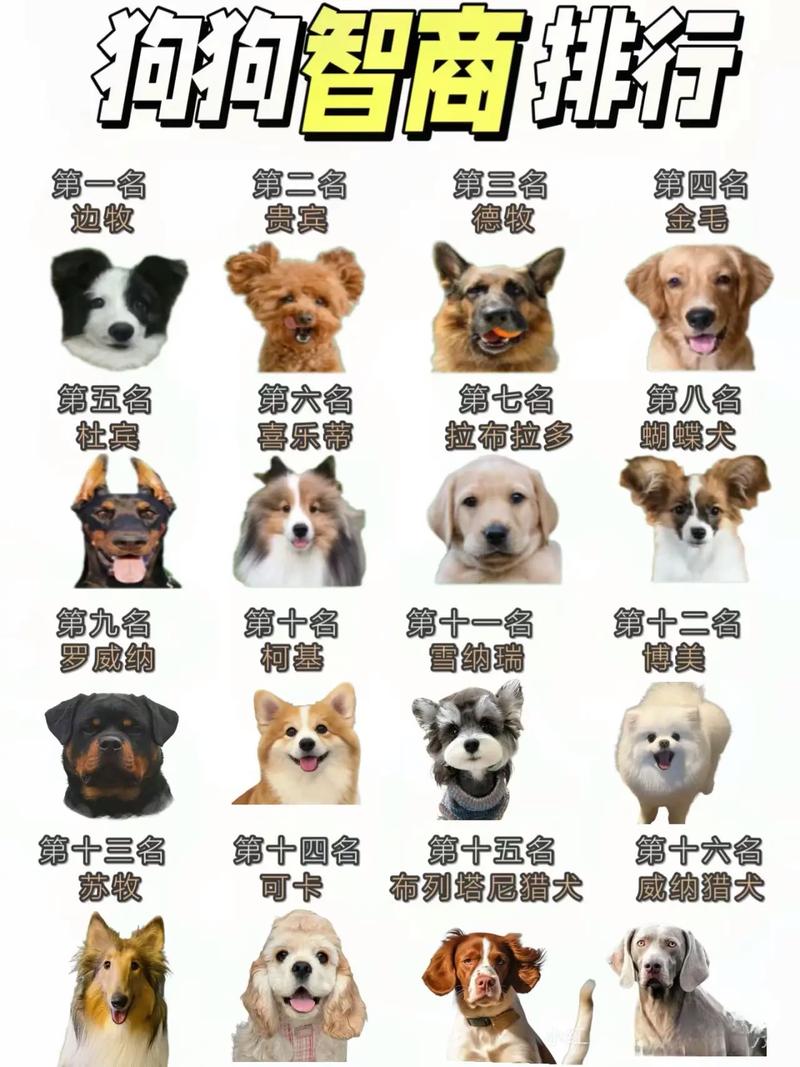 边牧智商第一？超聪明但需常运动！（宠物狗智商第一）