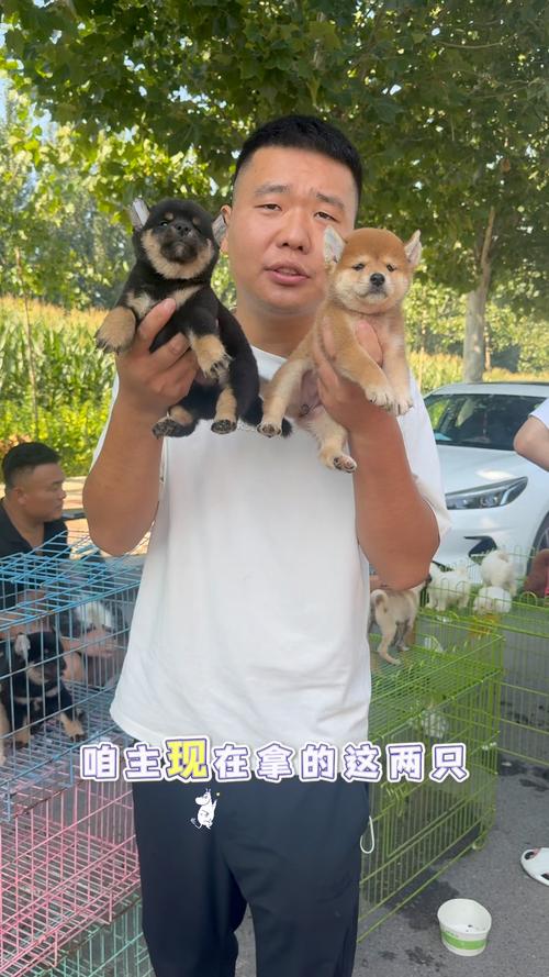 小狗狗长不大，可爱又温馨的选择（长不大的小狗有什么品种）