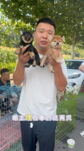 小狗狗长不大，可爱又温馨的选择（长不大的小狗有什么品种）