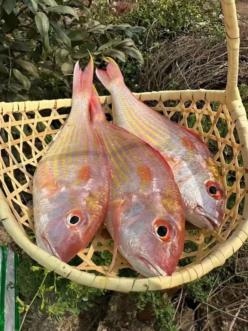 红鱼是什么？价格高营养好，清蒸最鲜美（红鱼是什么档次的鱼）