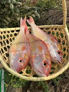 红鱼是什么？价格高营养好，清蒸最鲜美（红鱼是什么档次的鱼）