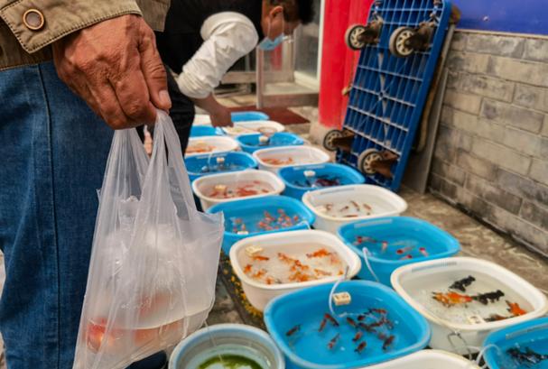 地铁可带观赏鱼 但需包装好无异味（地铁可以带观赏鱼吗）