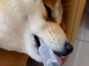 三个月狗拉稀不是细小，可能是寄生虫，得看兽医（狗狗3个月翻肠子）