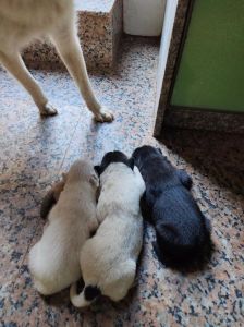 小奶狗喂养与照顾要点（如何喂养刚断奶的小奶狗土狗）