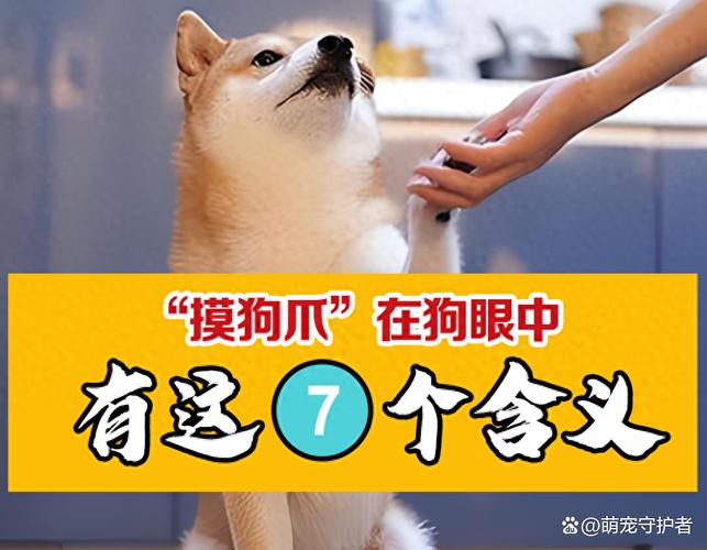 狗狗爱摸部位图解，摸对地方它才开心（一直摸狗狗它会烦吗）