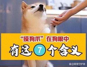 狗狗爱摸部位图解，摸对地方它才开心（一直摸狗狗它会烦吗）