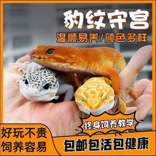 变色龙鬃狮蜥等各有特色（长得像蜥蜴的宠物叫啥）
