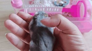 适量有益，过量伤身（家里养的小仓鼠宠物吃胡萝卜吗）