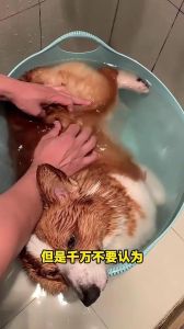 选对部位增感情，注意安全防咬伤（摸狗有讲究三摸三不摸）