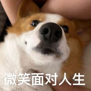 网络减压神器（搞笑宠物表情照片）