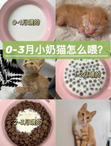 小灵猫幼崽的精心照料指南（小灵猫幼崽如何喂养）