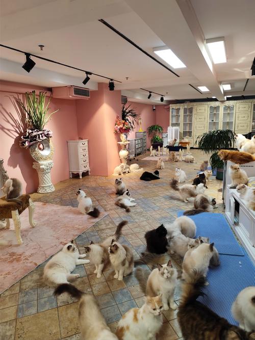 猫咪狗狗的温馨日常（萌宠生活馆背景图片）