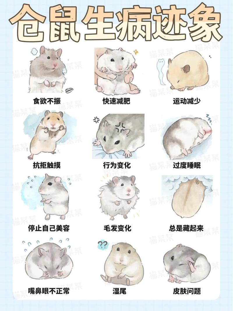 人类食物阳光直射水洗合笼废纸垫，注意健康！（养仓鼠大忌新手必知）