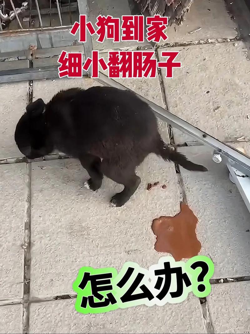 幼犬肠胃脆弱易生病，预防护理很重要！（狗狗在三个月翻肠）