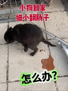 幼犬肠胃脆弱易生病，预防护理很重要！（狗狗在三个月翻肠）