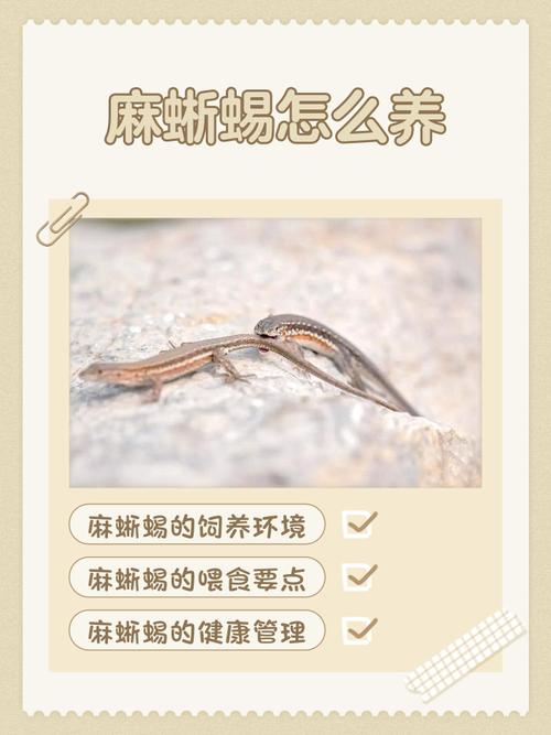 新手养蜥蜴有风险，选对品种很关键（新手养蜥蜴容易死吗）