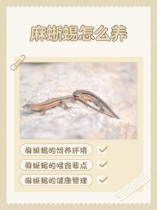 新手养蜥蜴有风险，选对品种很关键（新手养蜥蜴容易死吗）