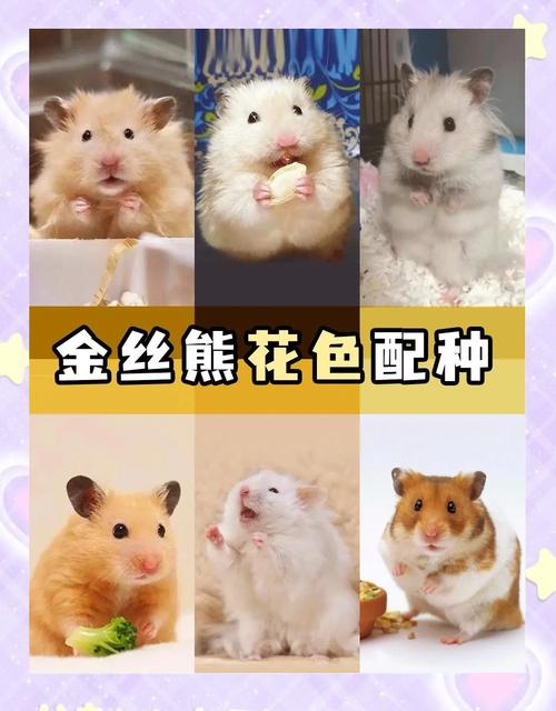 选对仓鼠品种，性格活泼好养！（仓鼠品种大全及图片）