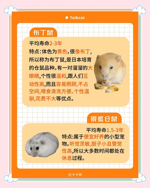 小仓鼠名字怎么取？选特点名很暖心（小仓鼠取名可爱小众）