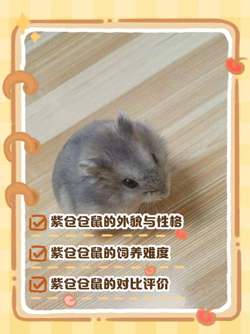 常见品种与饲养要点（仓鼠的品种图片）