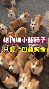 注意呕吐腹泻，及时预防免疫（狗翻肠子几个月）