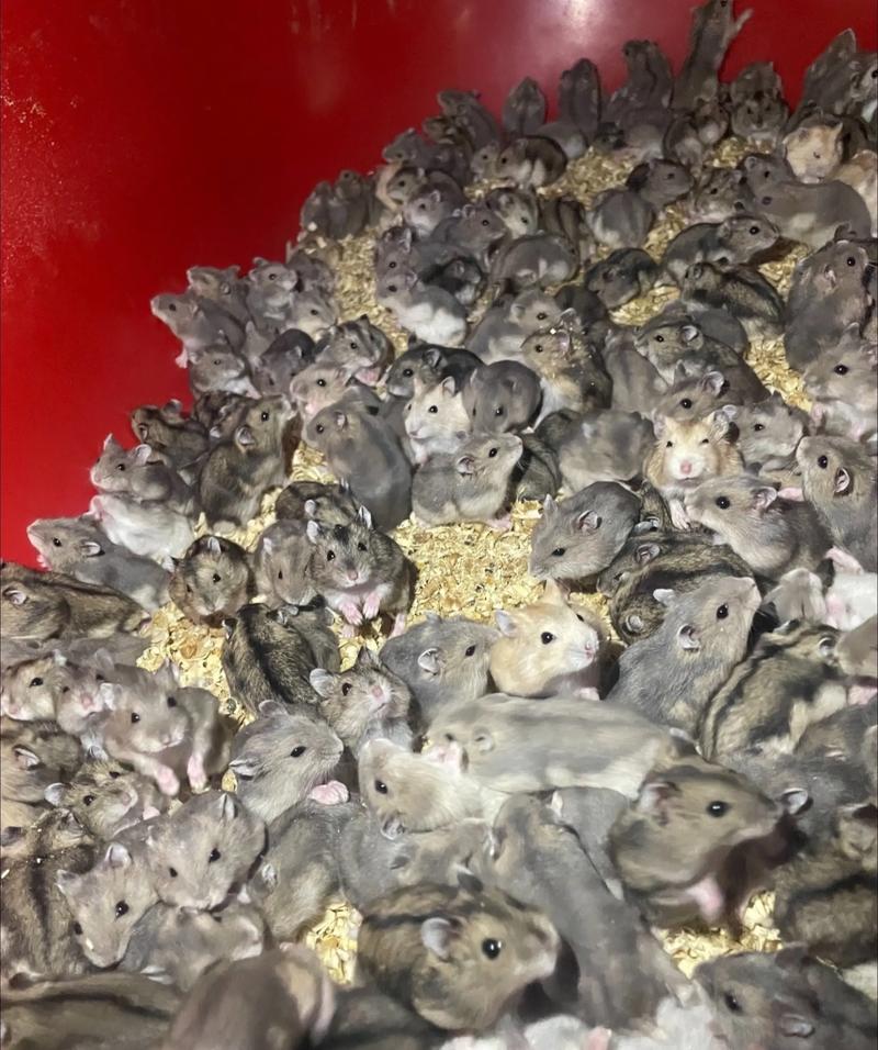 常见品种与饲养要点（仓鼠的品种图片）