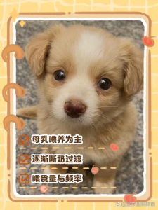 科学喂养小土狗，健康成长靠观察（小土狗喂养有什么需要注意的）