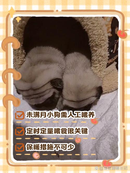 新手养小狗，喂养要注意这些！（不满月的小狗怎么喂养）