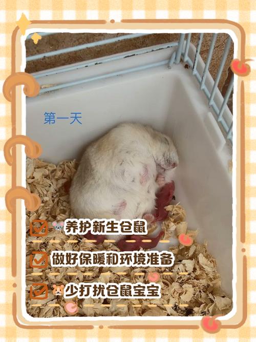 温度适宜安静通风（仓鼠放家里哪个位置好）