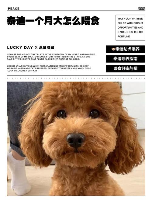 科学喂养泰迪，健康快乐成长！（怎么样喂养泰迪狗）