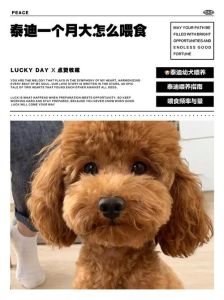 科学喂养泰迪，健康快乐成长！（怎么样喂养泰迪狗）