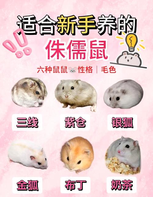 温顺金丝熊活泼小罗伯，适合你的才是最好的！（仓鼠哪个品种最好养）