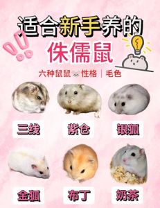 温顺金丝熊活泼小罗伯，适合你的才是最好的！（仓鼠哪个品种最好养）