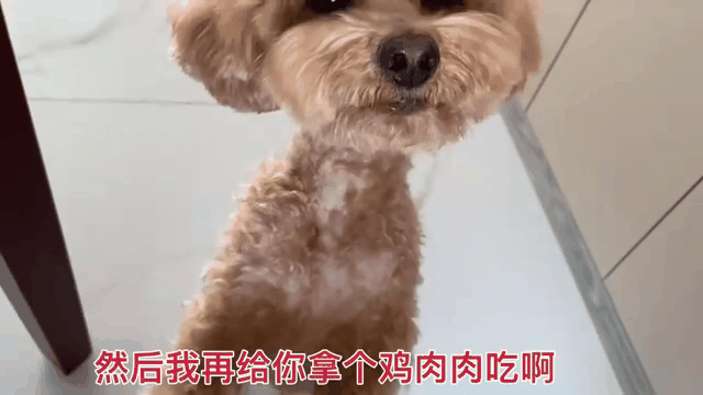 泰迪狗表情包，聊天必备，可爱又有趣！（泰迪狗gif表情包）