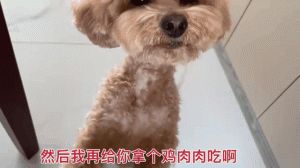 泰迪狗表情包，聊天必备，可爱又有趣！（泰迪狗gif表情包）