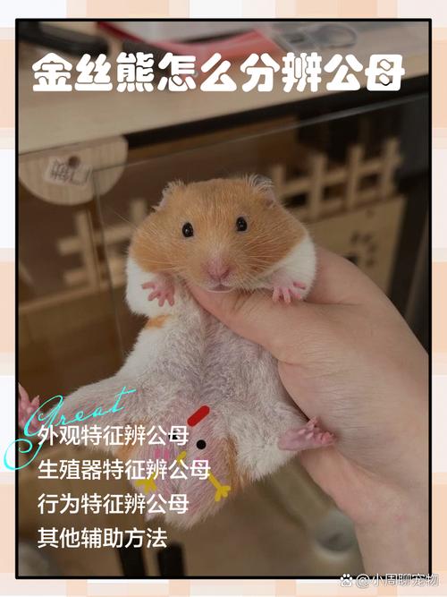 侏儒VS金丝熊（仓鼠和金丝熊哪个好养）