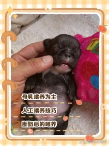 小狗初乳喂养很重要（小狗生下来就要喝奶吗）