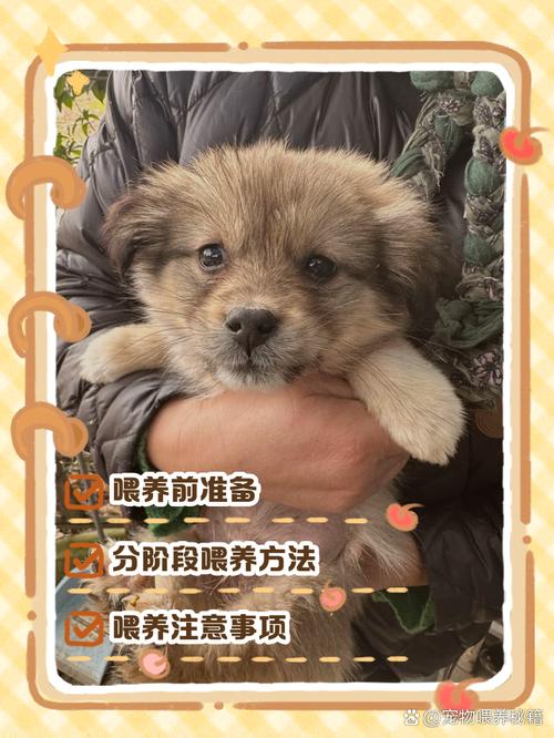 35天小奶狗科学喂养指南（35天小奶狗怎么喂养）