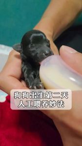 保温喂养看护幼犬指南（刚出生小狗喂养方法）