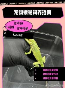 蜥蜴咬人怎么办？简单处理方法（养殖蜥蜴咬人吗）