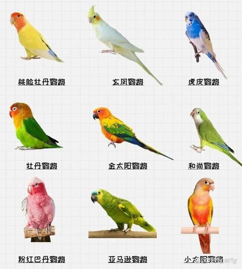 国家允许养鹦鹉种类及规定（国家允许养的鹦鹉品种）