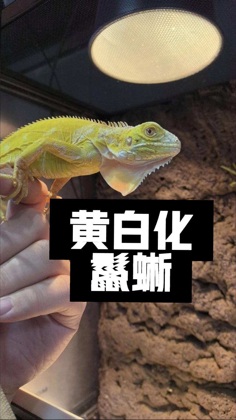 水龙蓝舌石龙子等受欢迎（中国允许养的蜥蜴品种）