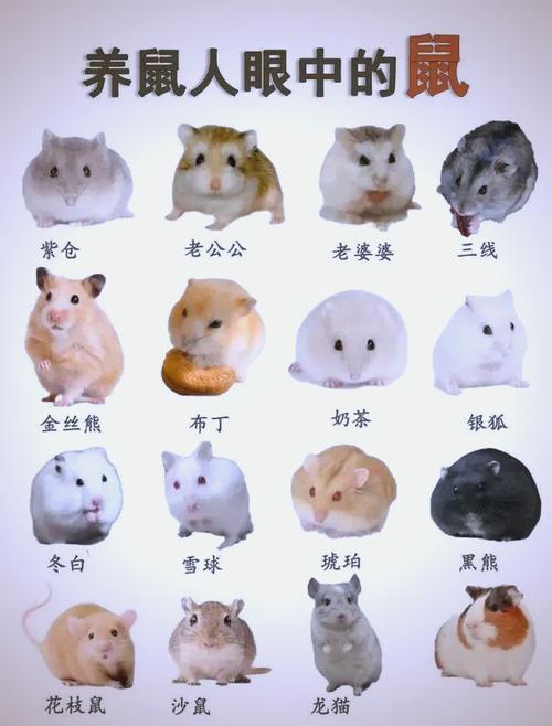 叙利亚坎贝尔罗伯罗夫斯基中国仓鼠介绍（仓鼠可爱又好养的品种）